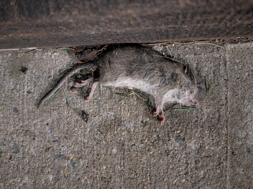 Rat photographed near here on 2026-01-06