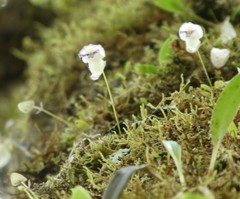 Utricularia jamesoniana