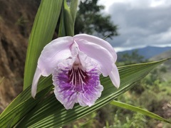 Sobralia rosea
