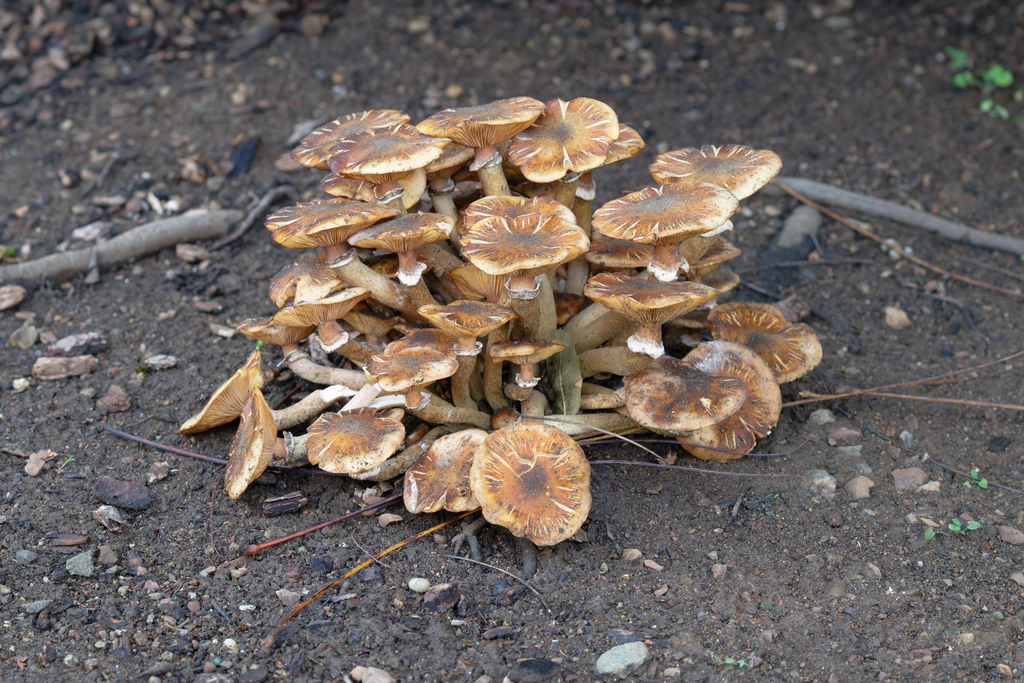 Armillaria mellea · December 2025 · photo: © cofa (iNaturalist, cc-by)