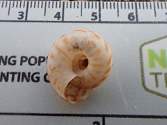 Anguispira strongylodes