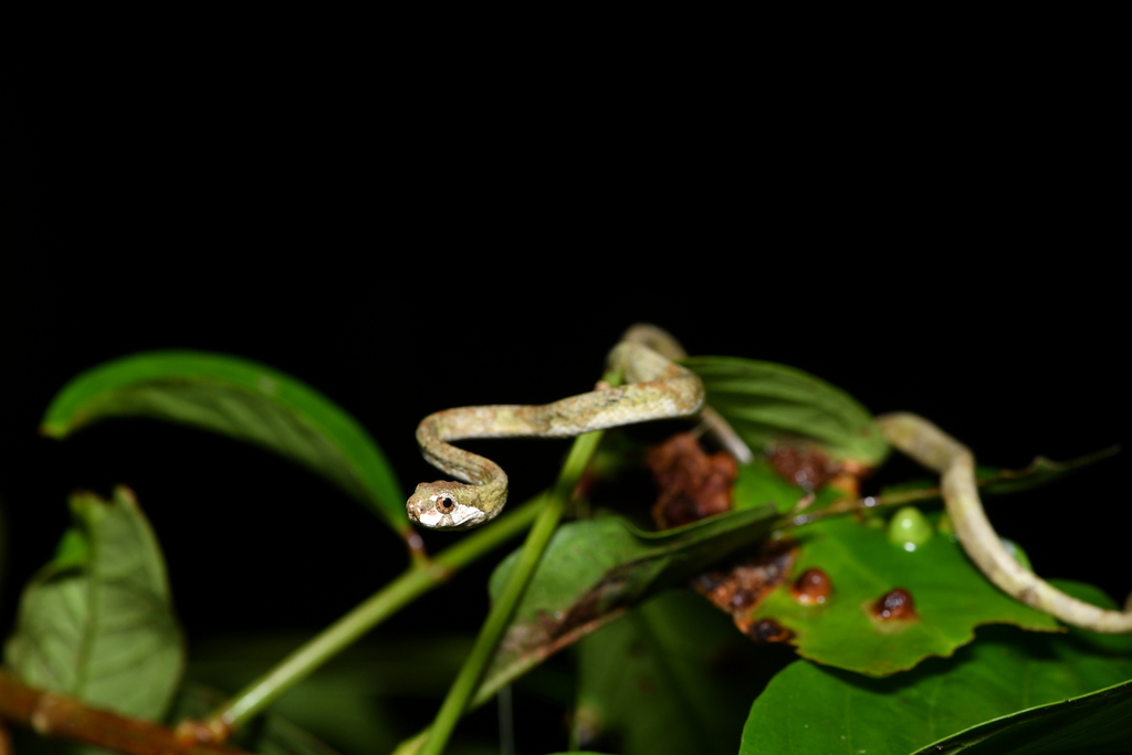 Blunthead Slug Snake