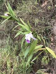 Sobralia rosea