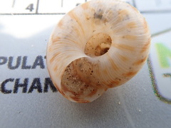 Anguispira strongylodes