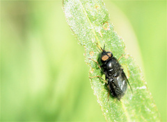 Odontomyia tigrina