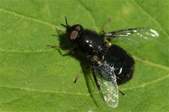 Odontomyia tigrina