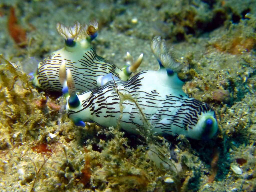 Ivory Wrinkle Dorid