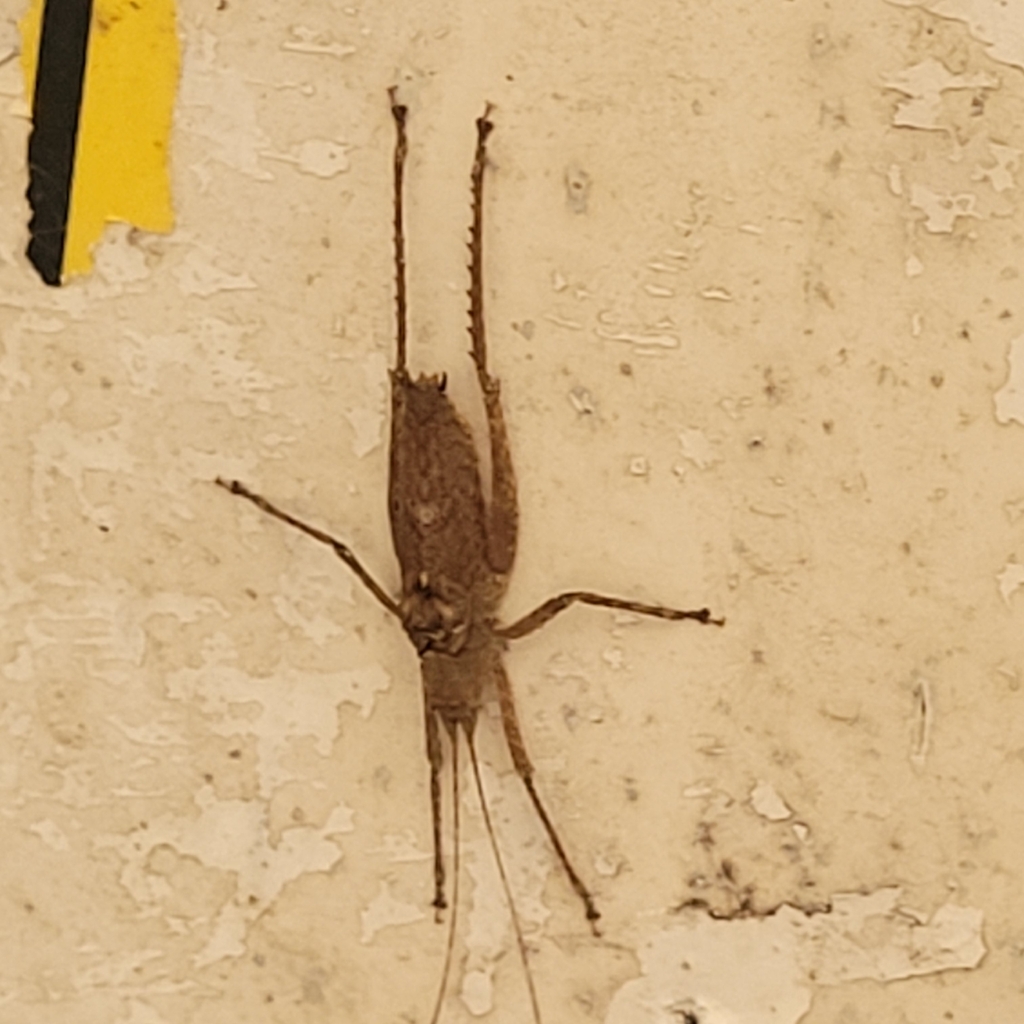 Polycleptidella chilensis