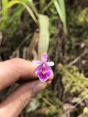 Epidendrum calanthum