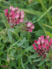 Anthyllis vulneraria