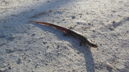 Little Brown Skink, Miami-Dade County, FL, USA, photo 10 of 10