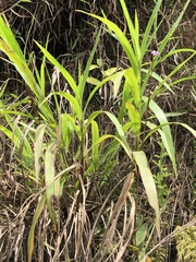 Epidendrum calanthum