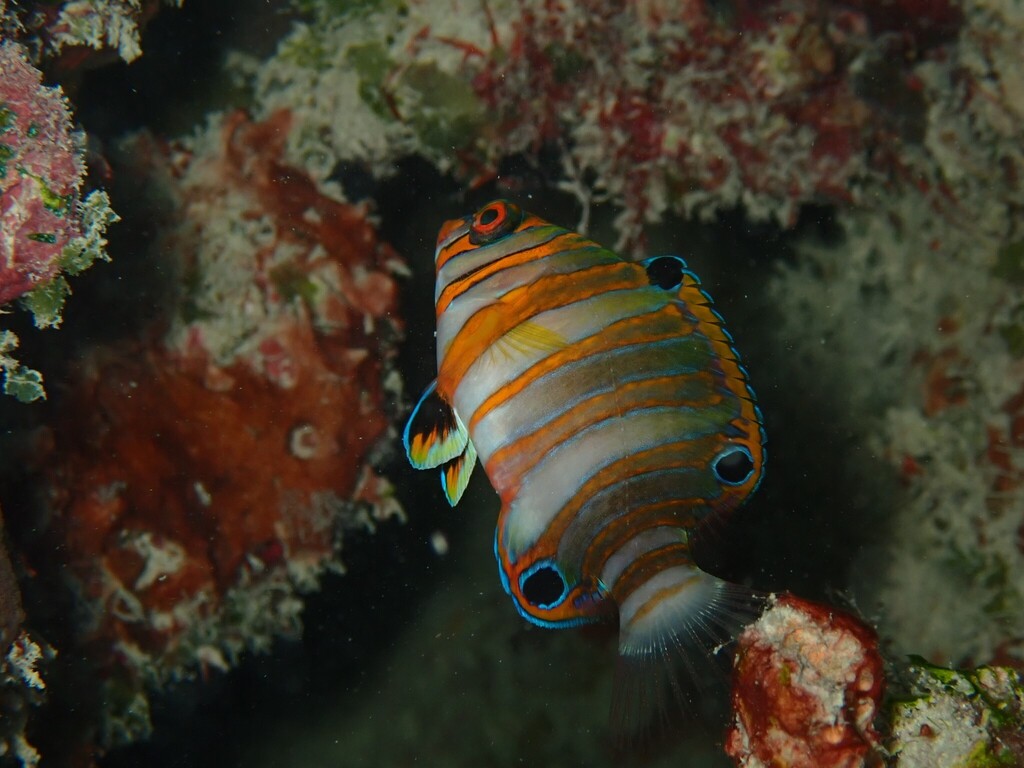 Harlequin tuskfish (Choerodon fasciatus) — Labridae