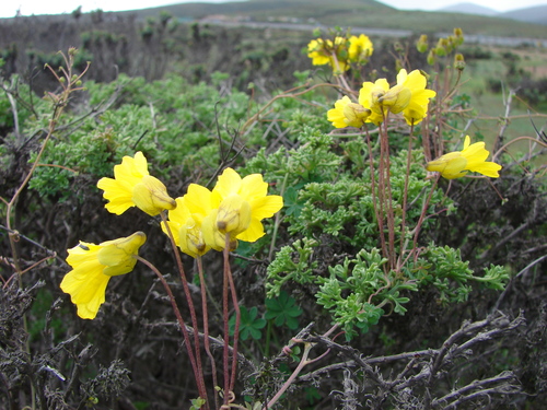 Tropaeolum hookerianum, photograph 6