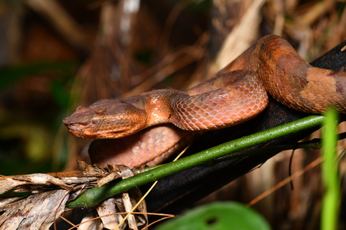 Ashy Pit Viper
