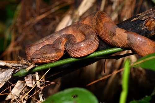 Ashy Pit Viper