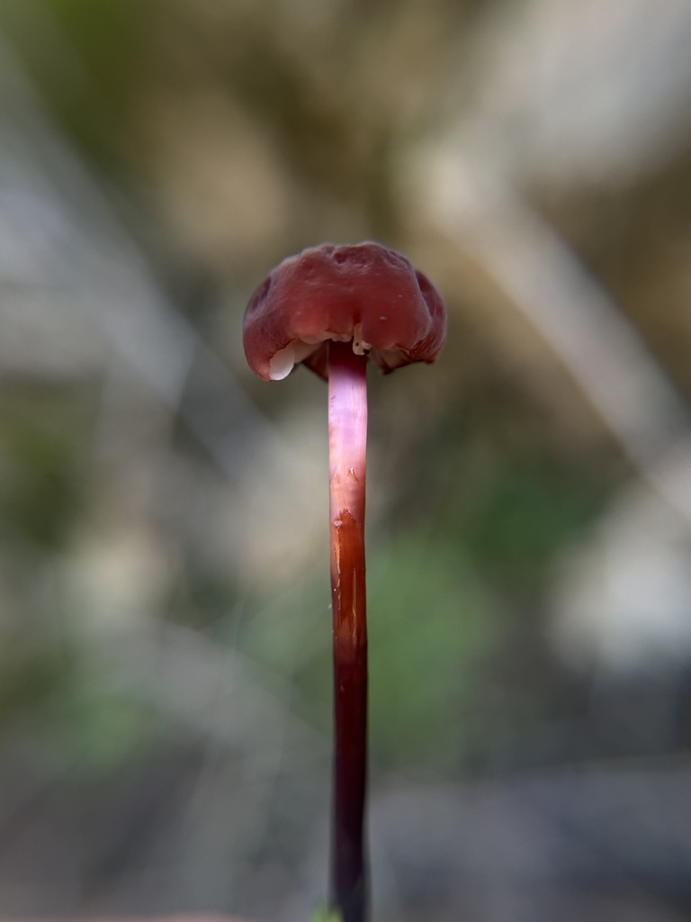 Marasmius plicatulus · January 2026 · photo: © aheyman1 (iNaturalist, cc0)