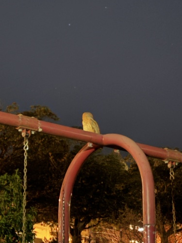 View observation of {o.common_name} on iNaturalist