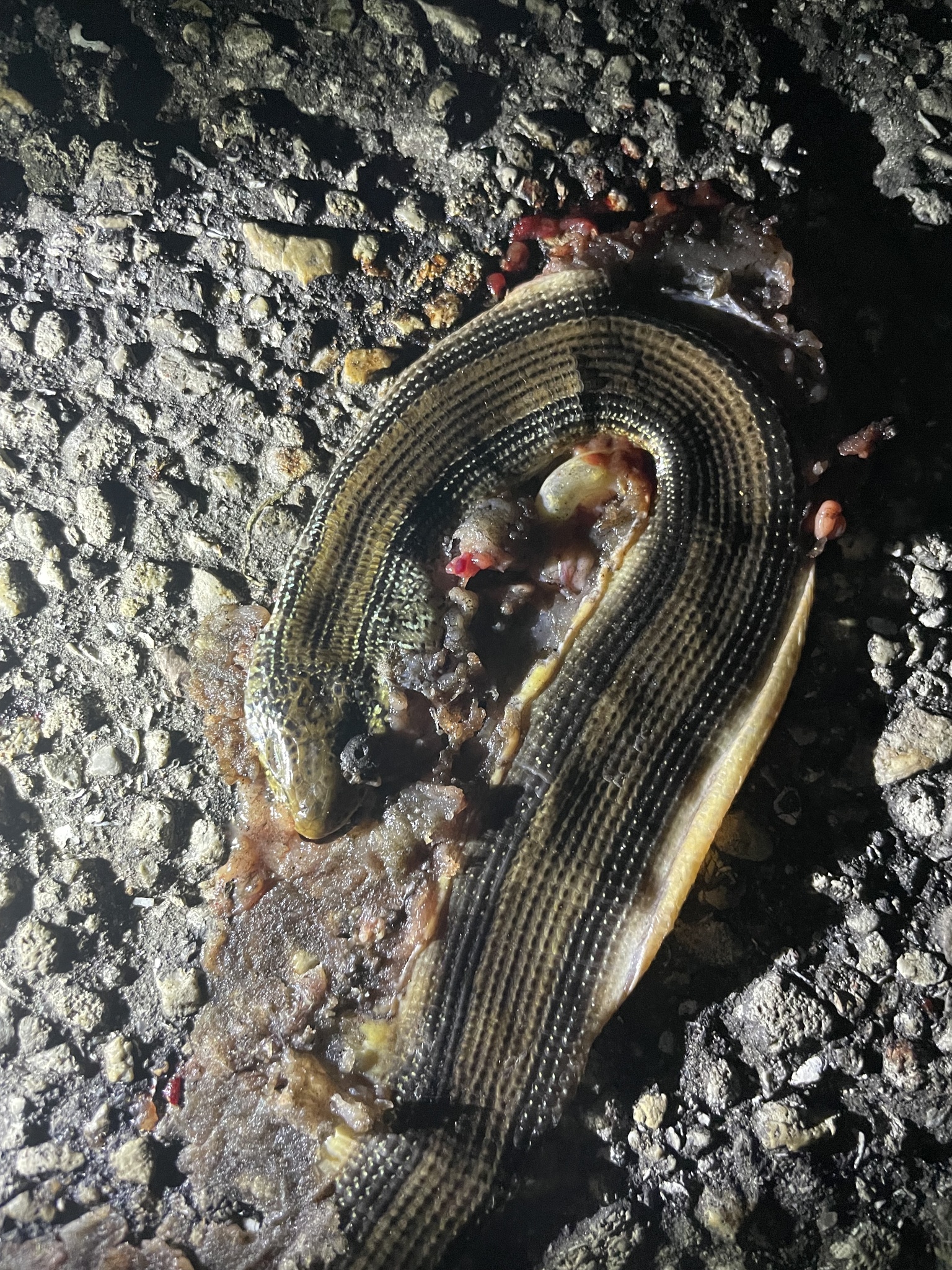 Ophisaurus ventralis (Linnaeus, 1766)