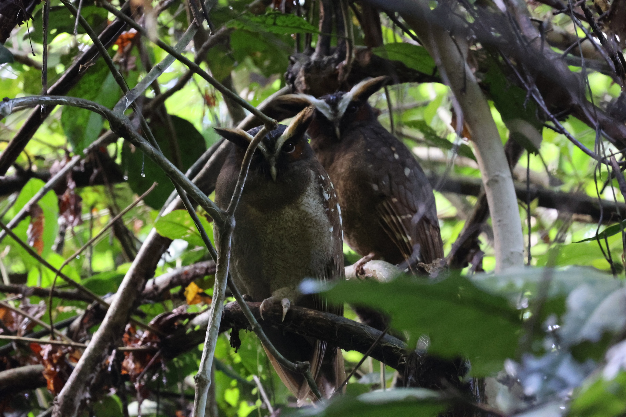 Crested Owl (Lophostrix cristata), photo 3