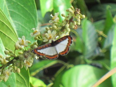 Nymphidium caricae