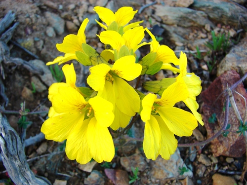 Tropaeolum hookerianum, photograph 4