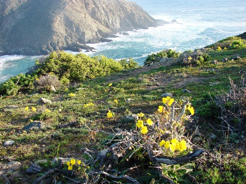 Tropaeolum hookerianum, photograph 5