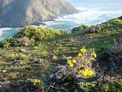 (c) Patricio Novoa, some rights reserved (CC BY) Tropaeolum hookerianum, photograph (c) Patricio Novoa, some rights reserved (CC BY)