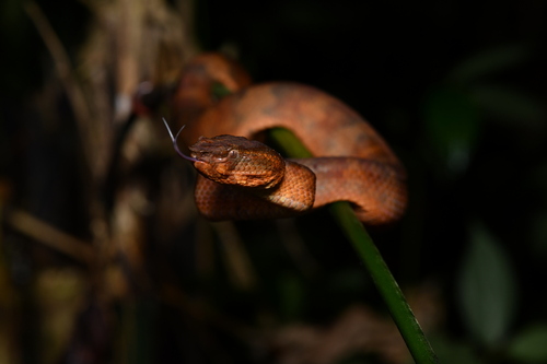 Ashy Pit Viper