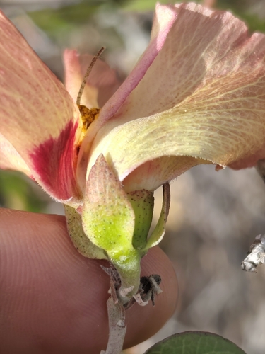 San Marcos Hibiscus (Gossypium harknessii)