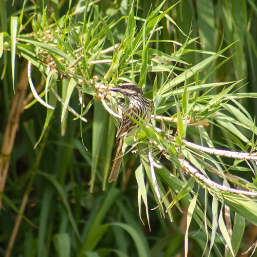 Streaked Flycatcher (Myiodynastes maculatus), photo 9