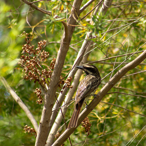 Streaked Flycatcher (Myiodynastes maculatus), photo 8
