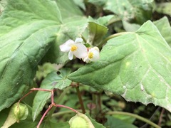 Begonia acerifolia