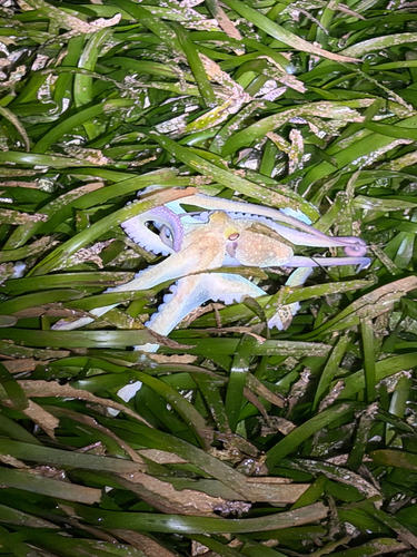 Caribbean reef octopus