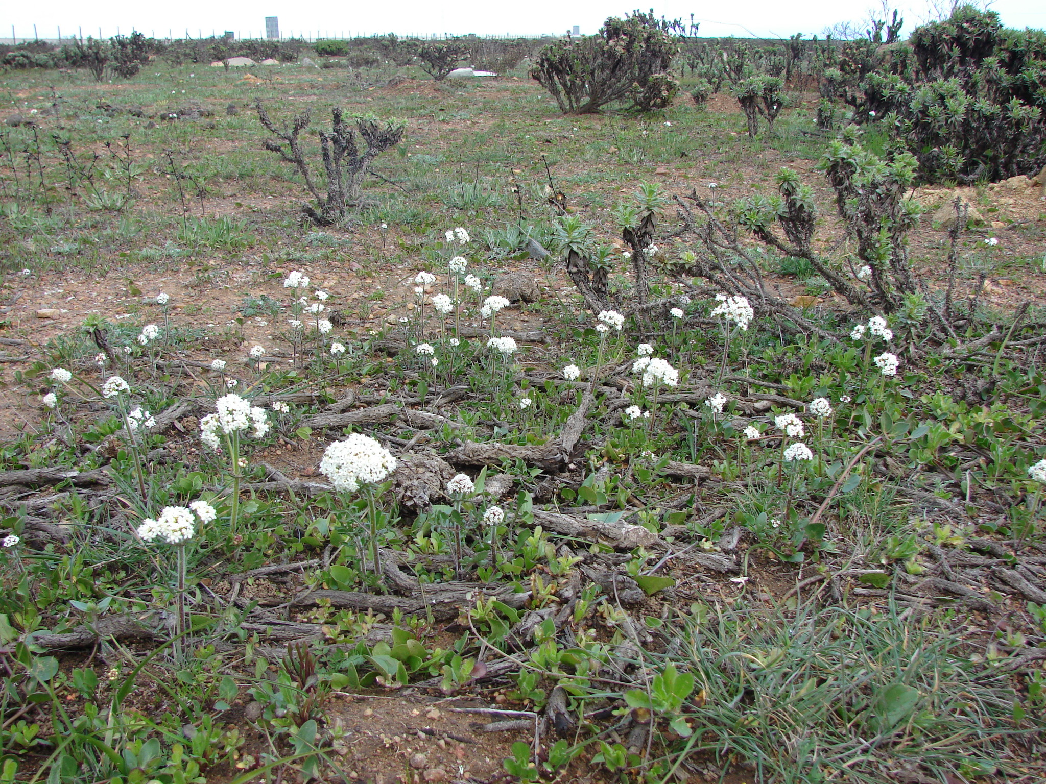 Valeriana aequiloba