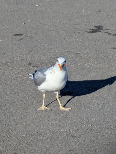 California Gull (Larus californicus), photo 8