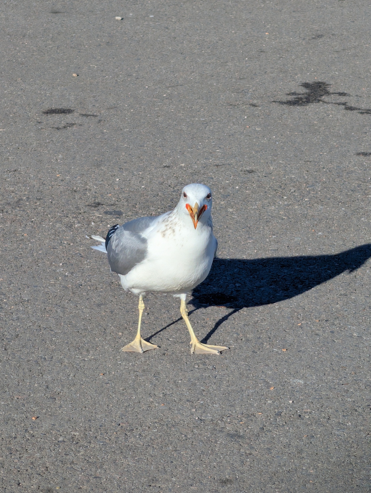 California Gull (Larus californicus), photo 6