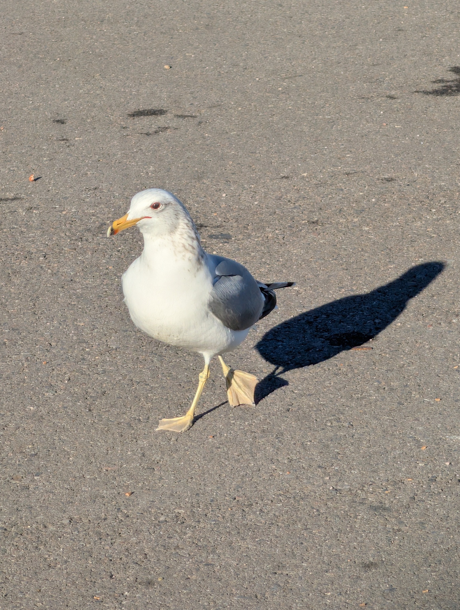 California Gull (Larus californicus), photo 5