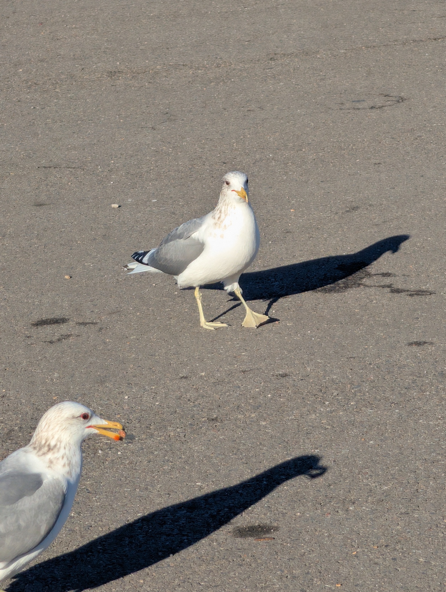 California Gull (Larus californicus), photo 9