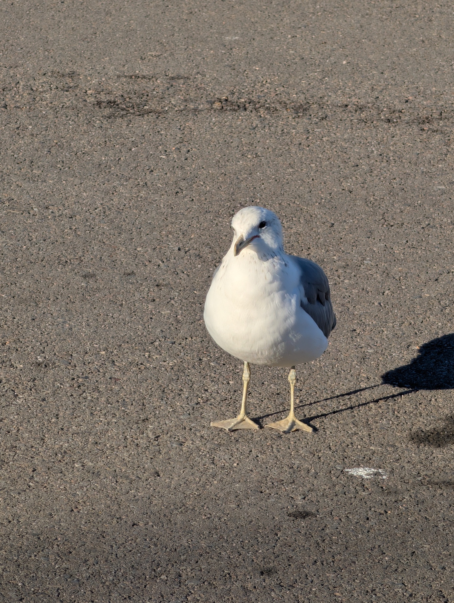California Gull (Larus californicus), photo 8
