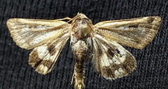 Heliothis ononis