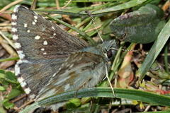 Pyrgus cacaliae