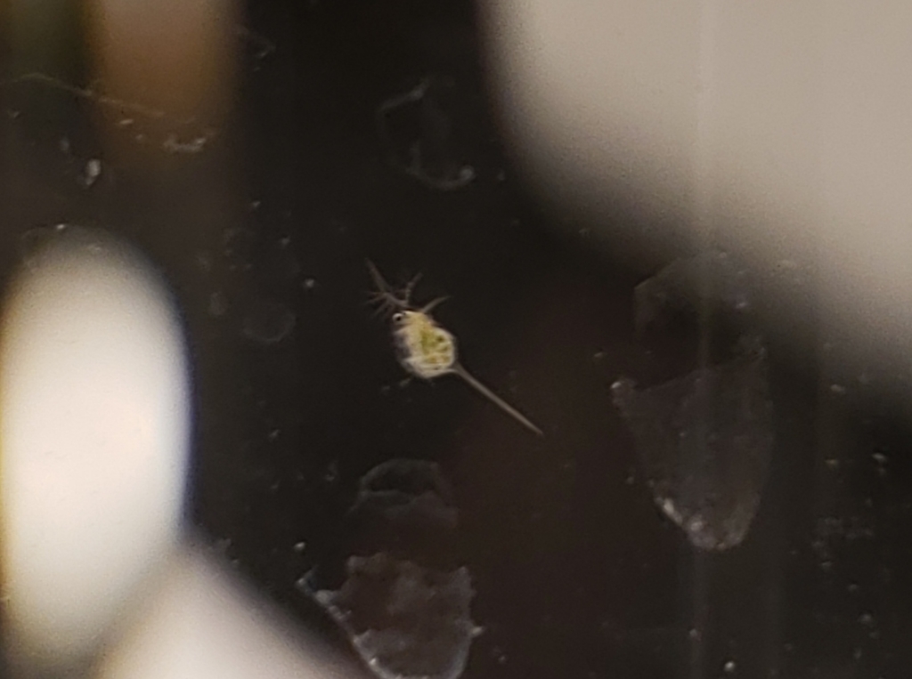 Spiny waterflea