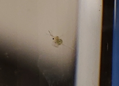 Daphnia lumholtzi