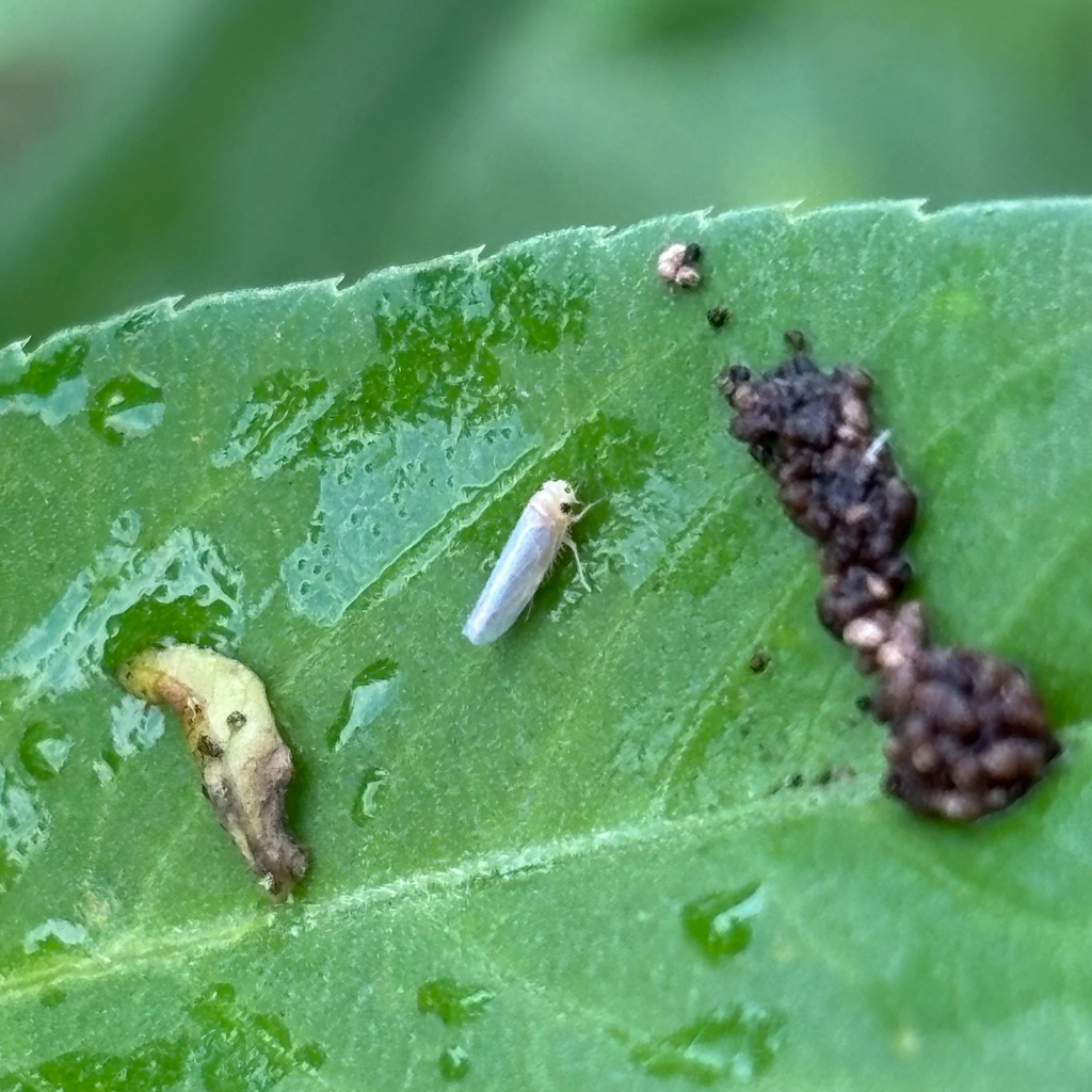 Maize Orange Leafhopper