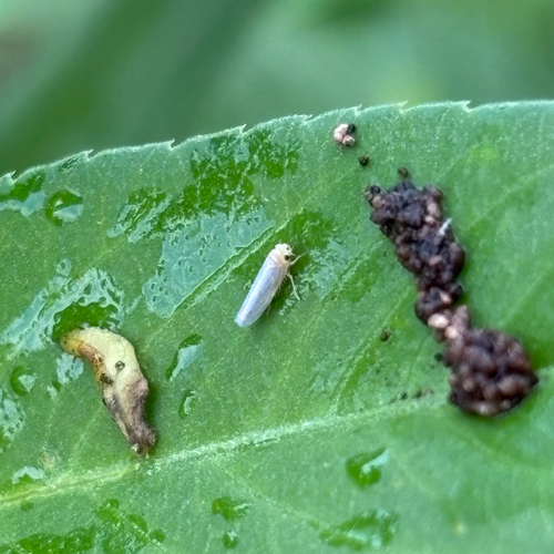 Maize Orange Leafhopper