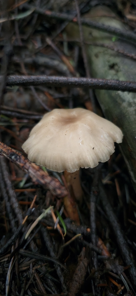Clitocybe sp. 'CA01' · January 2026 · photo: © leannestacy (iNaturalist, cc0)