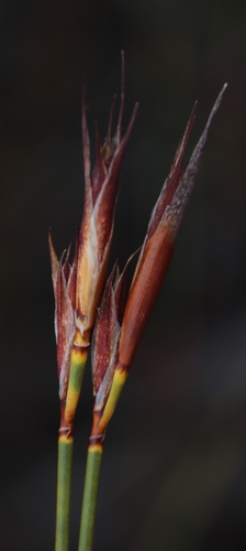 Image of Willdenowia glomerata by (c) Tony Rebelo, some rights reserved (CC BY-SA)
