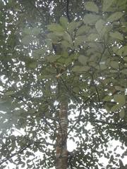 Quercus calophylla