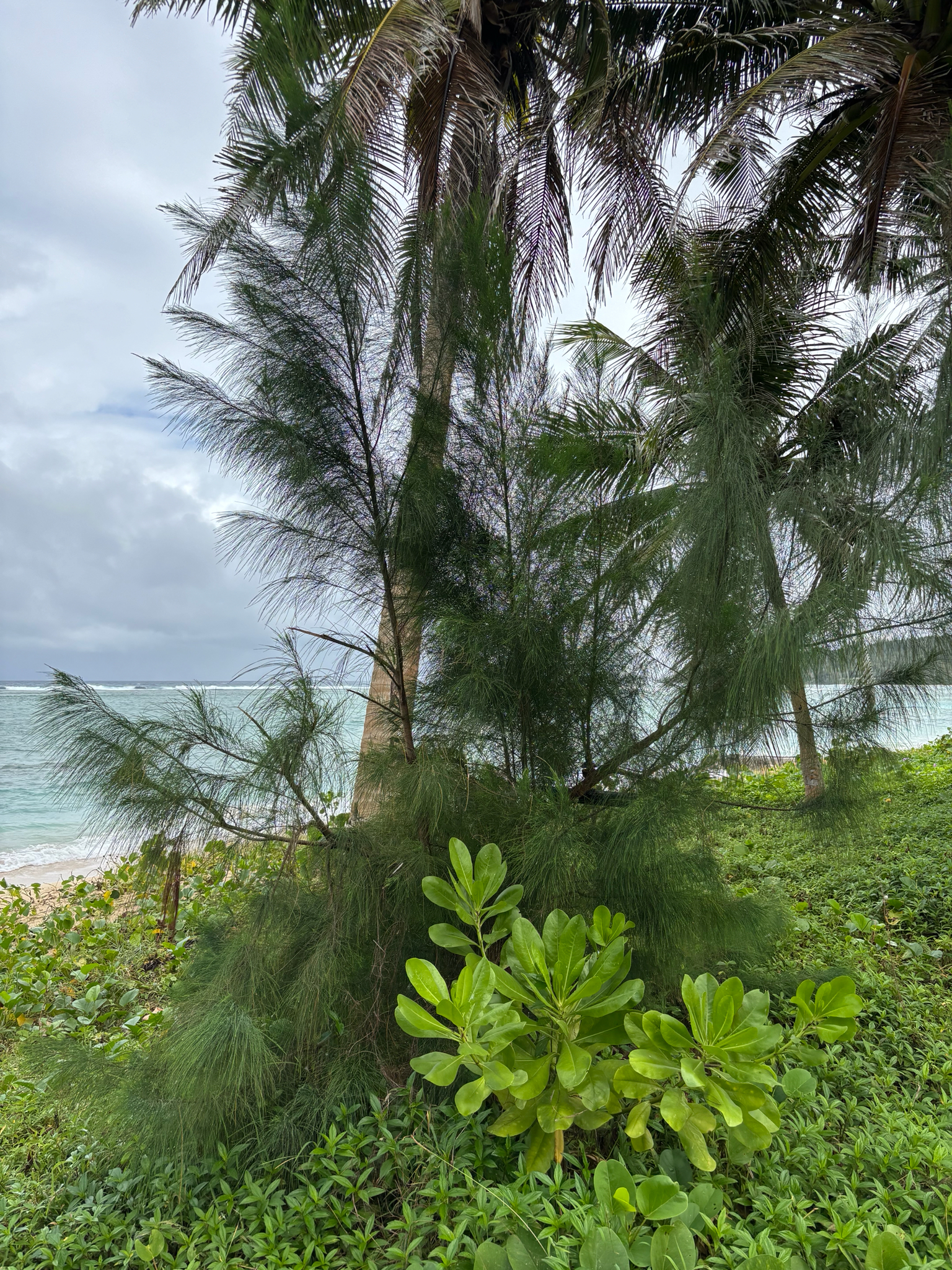 Foto de Casuarina equisetifolia L.